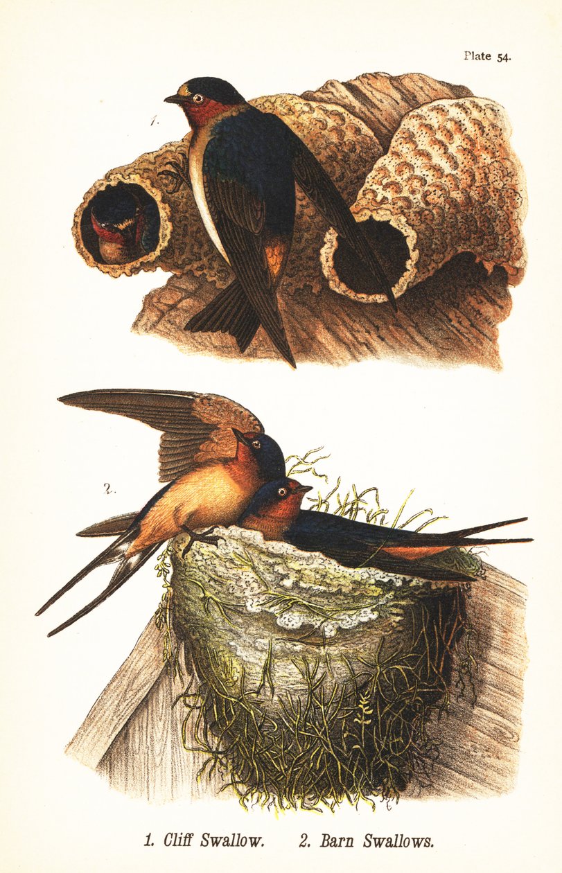 Vlaštovka skalní, Petrochelidon pyrrhonota 1 a vlaštovka stodolová, Hirundo rustica 2 od John James (after) Audubon