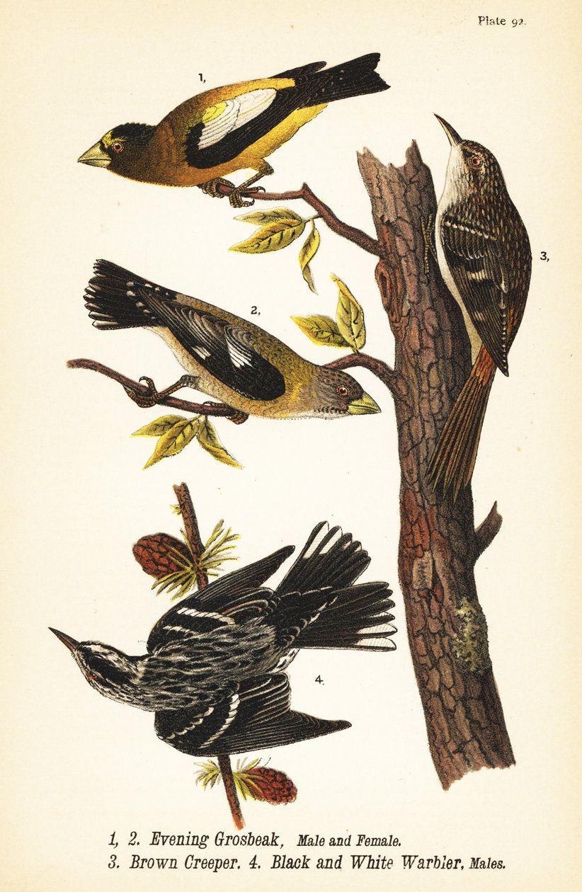 Večerní zobák, Coccothraustes vespertinus 1,2, liána hnědá, Certhia americana 3, a pěnice černobílá, Mniotilta varia 4 od John James (after) Audubon