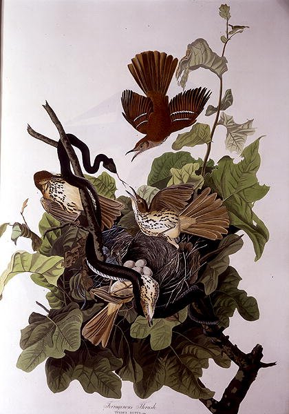 Ferruginous Thrush, z 