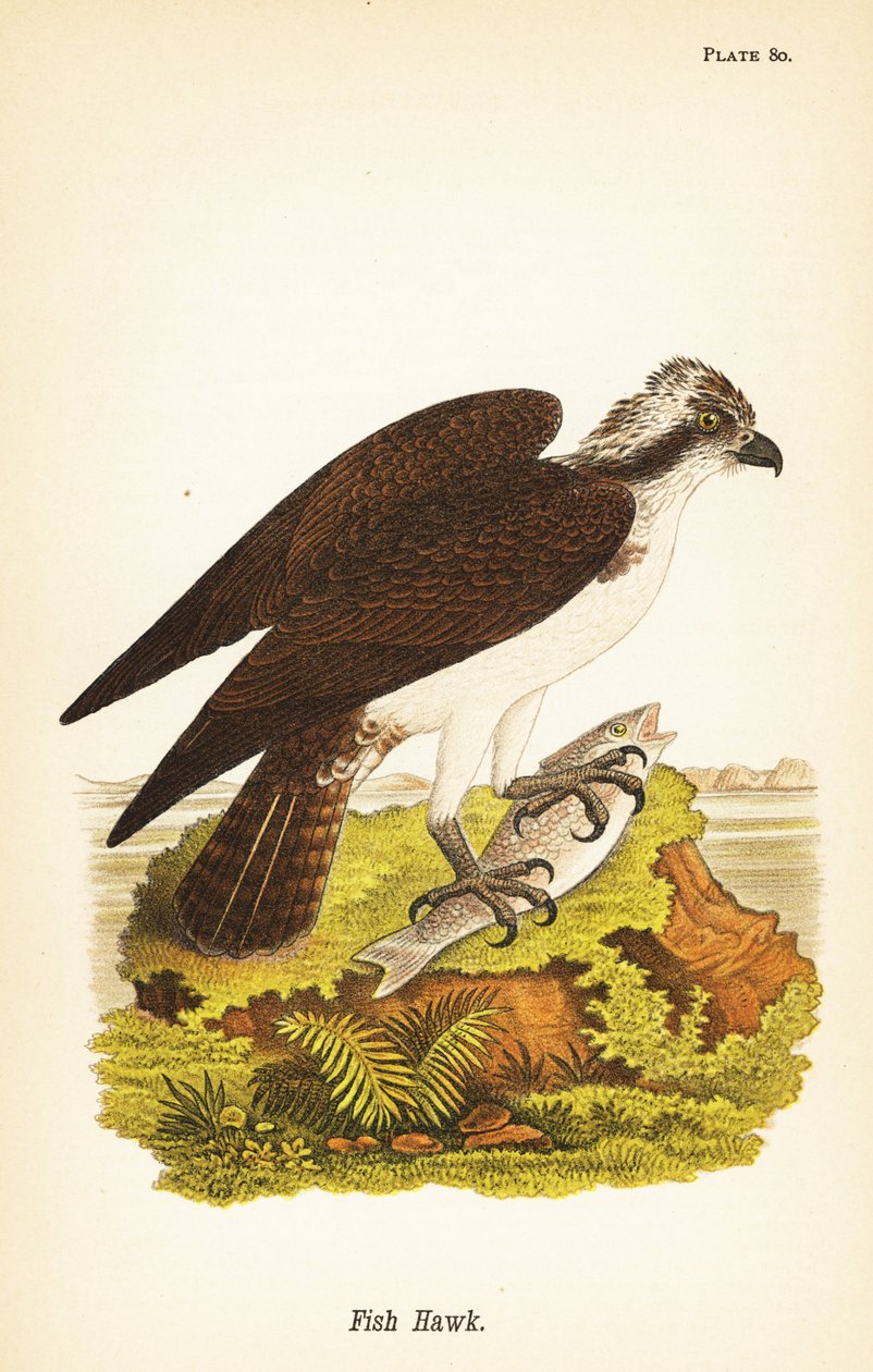 Rybí jestřáb nebo orl mořský, Pandion haliaetus od John James (after) Audubon
