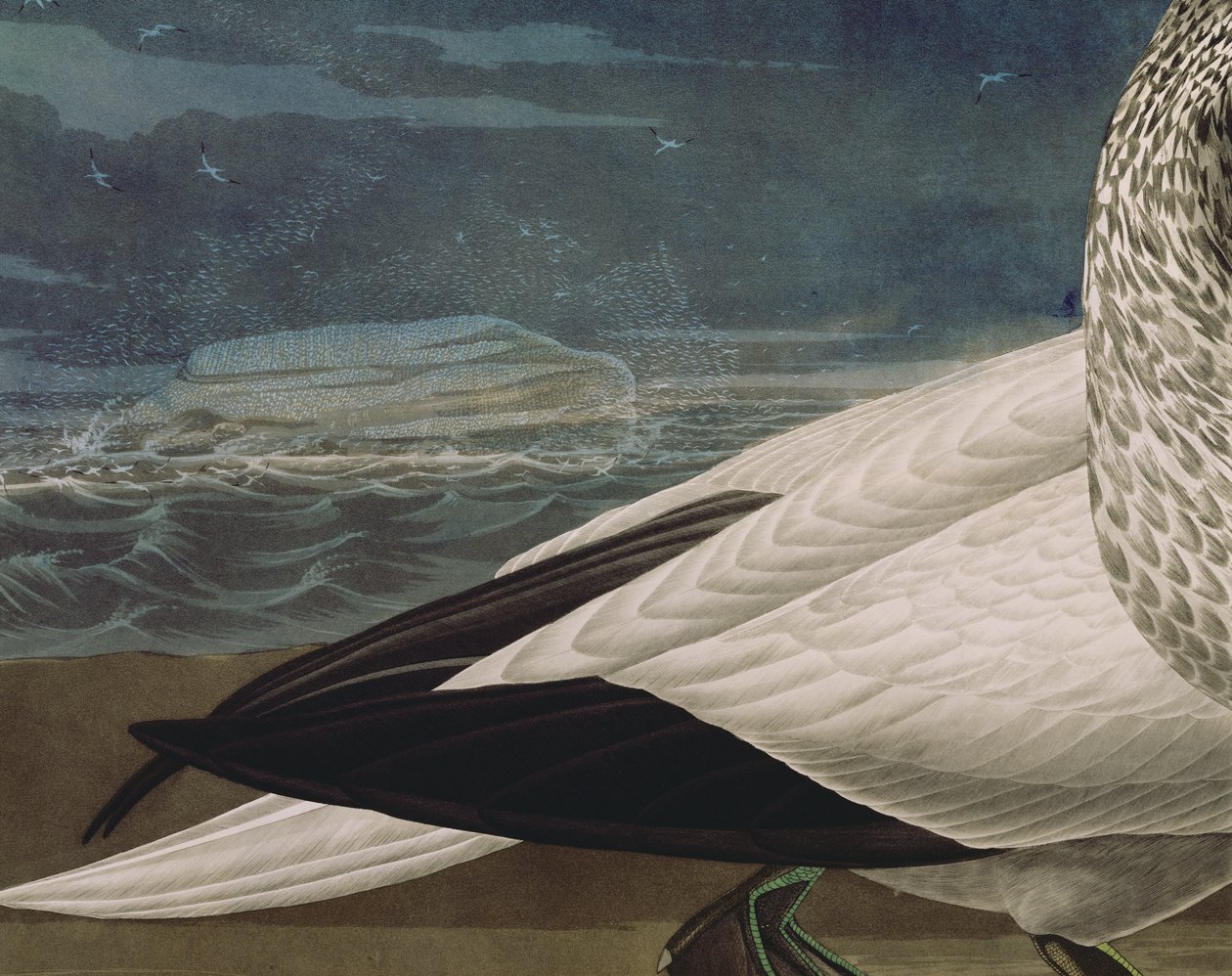 Gannets, z 