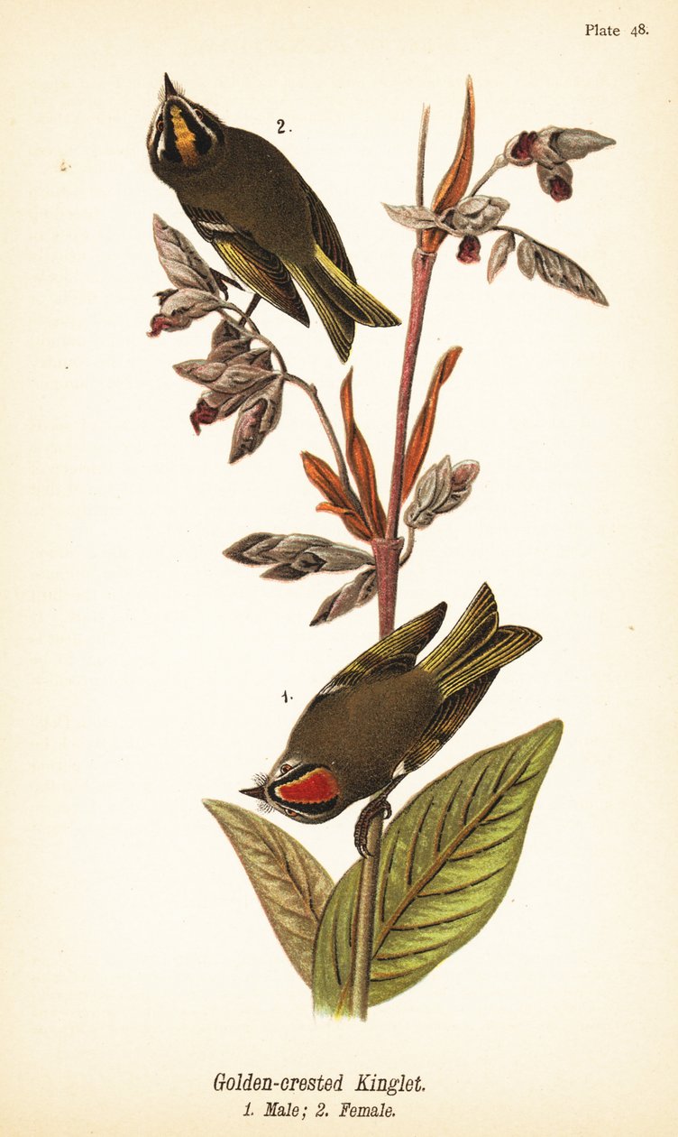Králík se zlatou korunou, Regulus satrapa od John James (after) Audubon