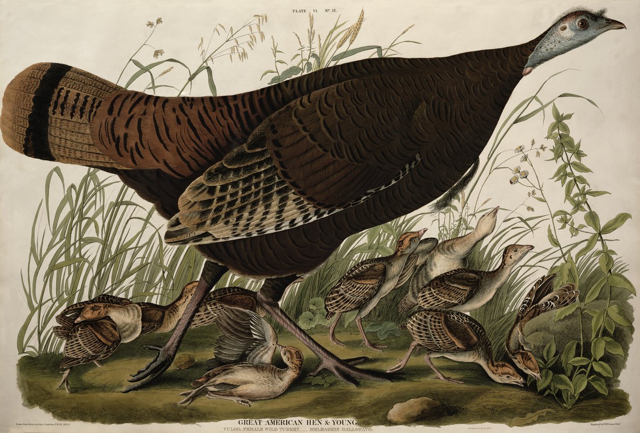 Great American Hen and Young, z 