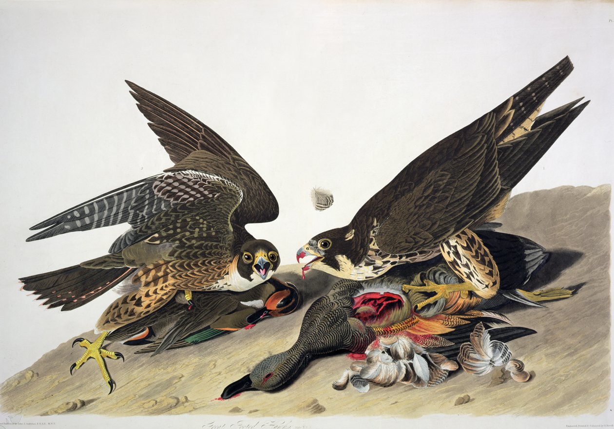  od John James (after) Audubon