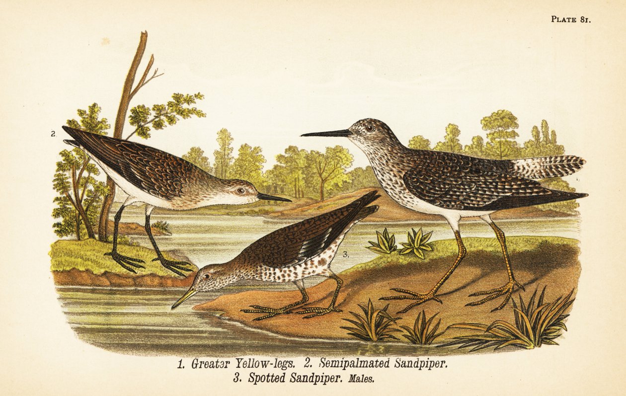 Žlutonožky větší, Tringa melanoleuca 1, jespák polopalmovaný, Calidris pusilla 2 a jespák skvrnitý, Actitis macularius 3 od John James (after) Audubon