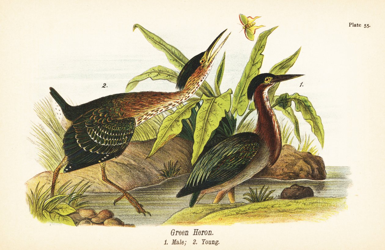 Volavka zelená, Butorides virescens, samec 1, mládě 2 od John James (after) Audubon