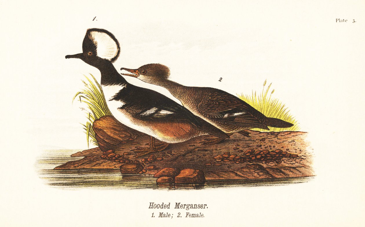 Mořák kapucínský, Lophodytes cucullatus, samec 1, samice 2 od John James (after) Audubon