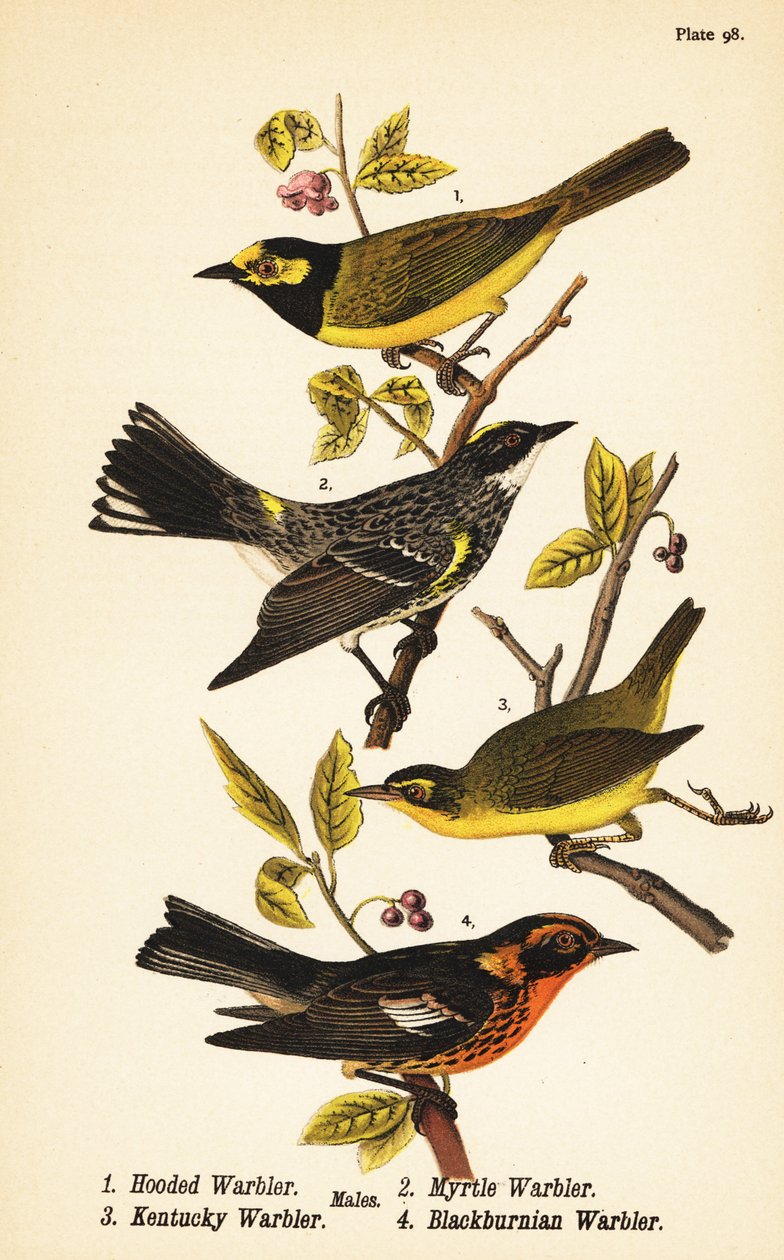 Pěnice kukla, Setophaga citrina 1, pěnice žlutomilá, Setophaga coronata 2, pěnice Kentucky, Geothlypis formosa 3 a pěnice blackburnská, Setophaga fusca 4 od John James (after) Audubon