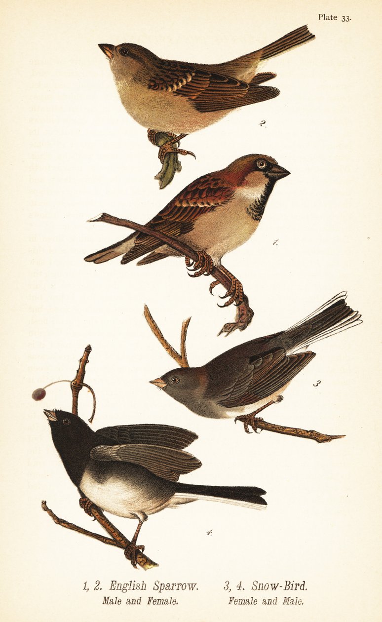 Vrabec domácí, Passer domesticus a junco tmavooký, Junco hyemalis od John James (after) Audubon