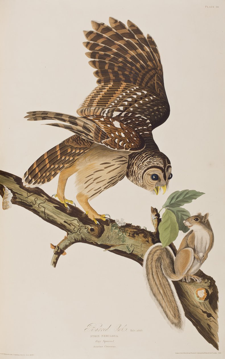 Ilustrace z 