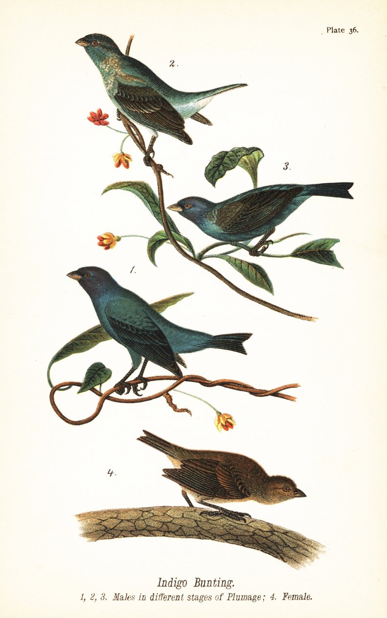 Strnad indigový, Passerina cyanea, samci v různých stádiích opeření 1,2,3 a samice 4 od John James (after) Audubon