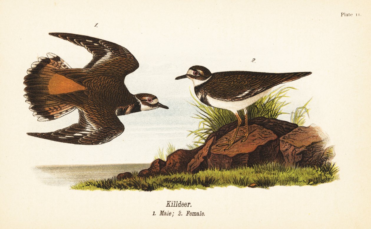 Killdeer, Charadrius vociferus, samec 1, samice 2 od John James (after) Audubon