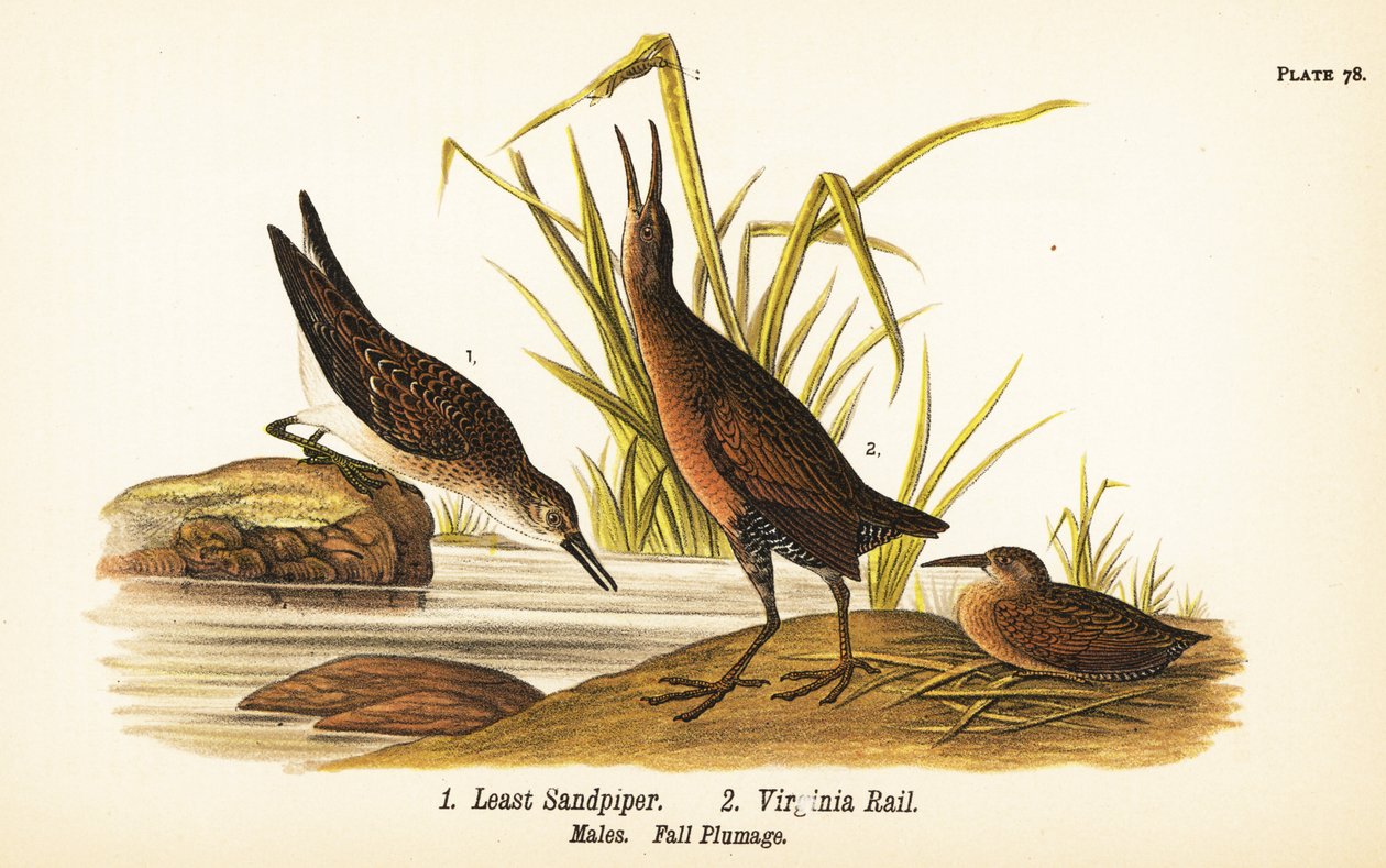 Sandpiper nejmenší, Calidris minutilla 1 a kolejnice Virginia, Rallus limicola 2 od John James (after) Audubon