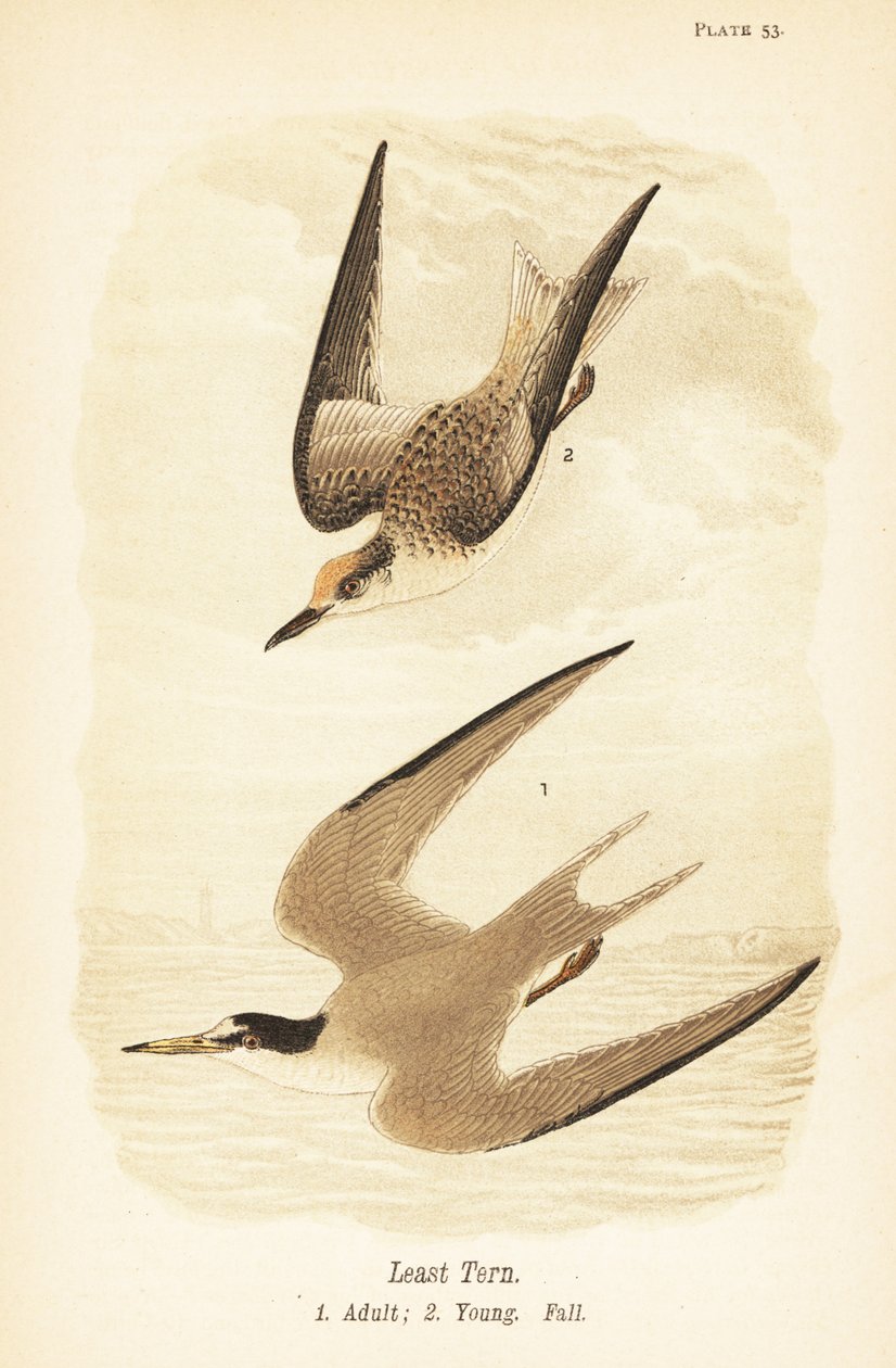 Rybák nejmenší, Sternula antillarum, dospělý 1, mládě, podzimní opeření 2 od John James (after) Audubon