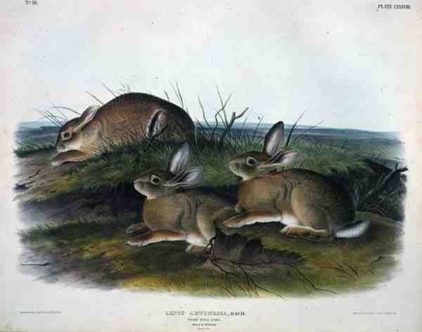 Lepus Artemesia (Worm Wood Hare), deska 88 z 