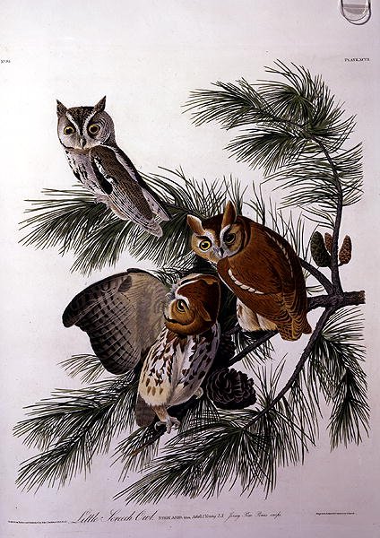 Little Screech Owl, z 