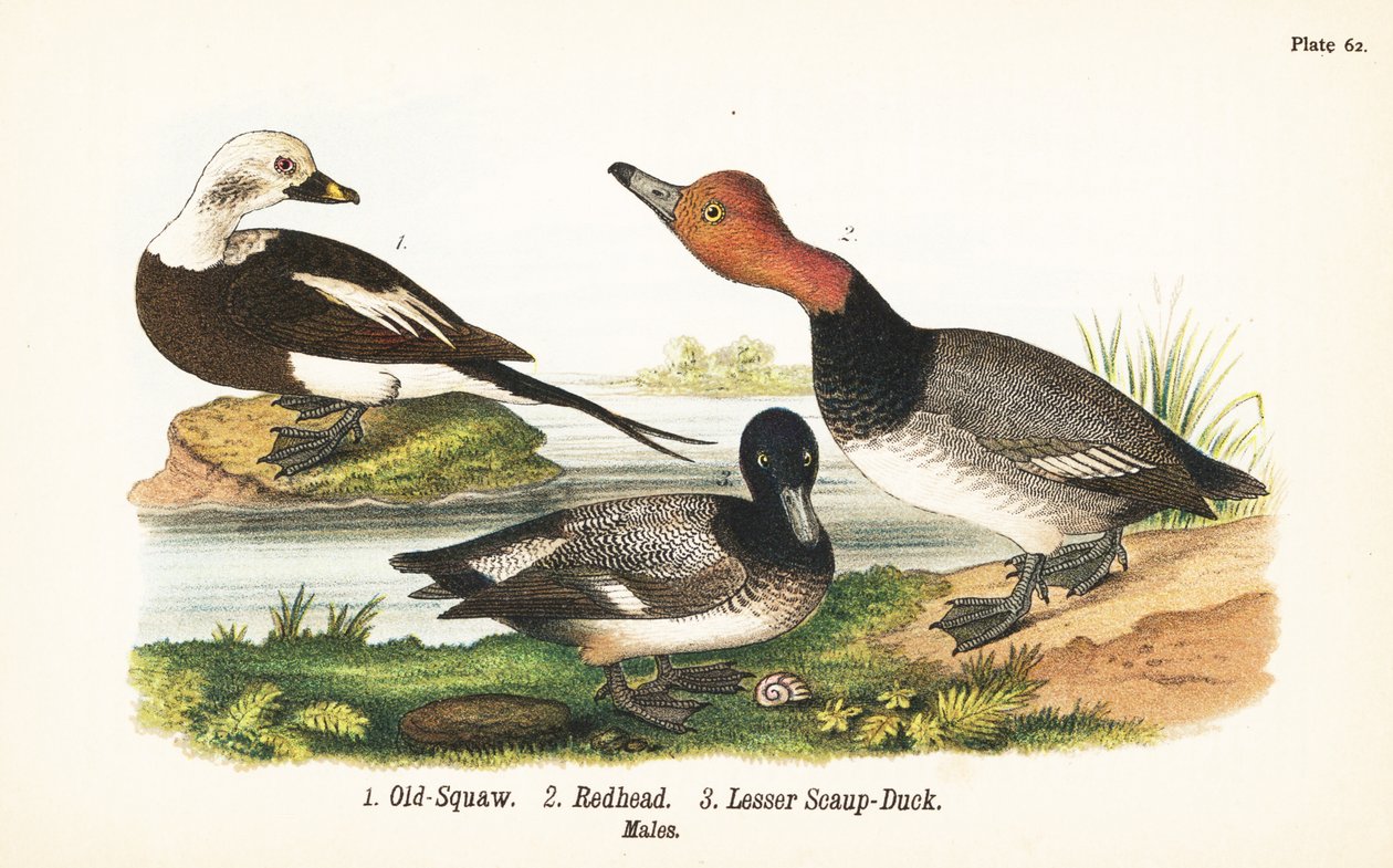 kachna dlouhoocasá, Clangula hyemalis 1, zrzka, Aythya americana 2, a lebka menší, Aythya affinis 3 od John James (after) Audubon