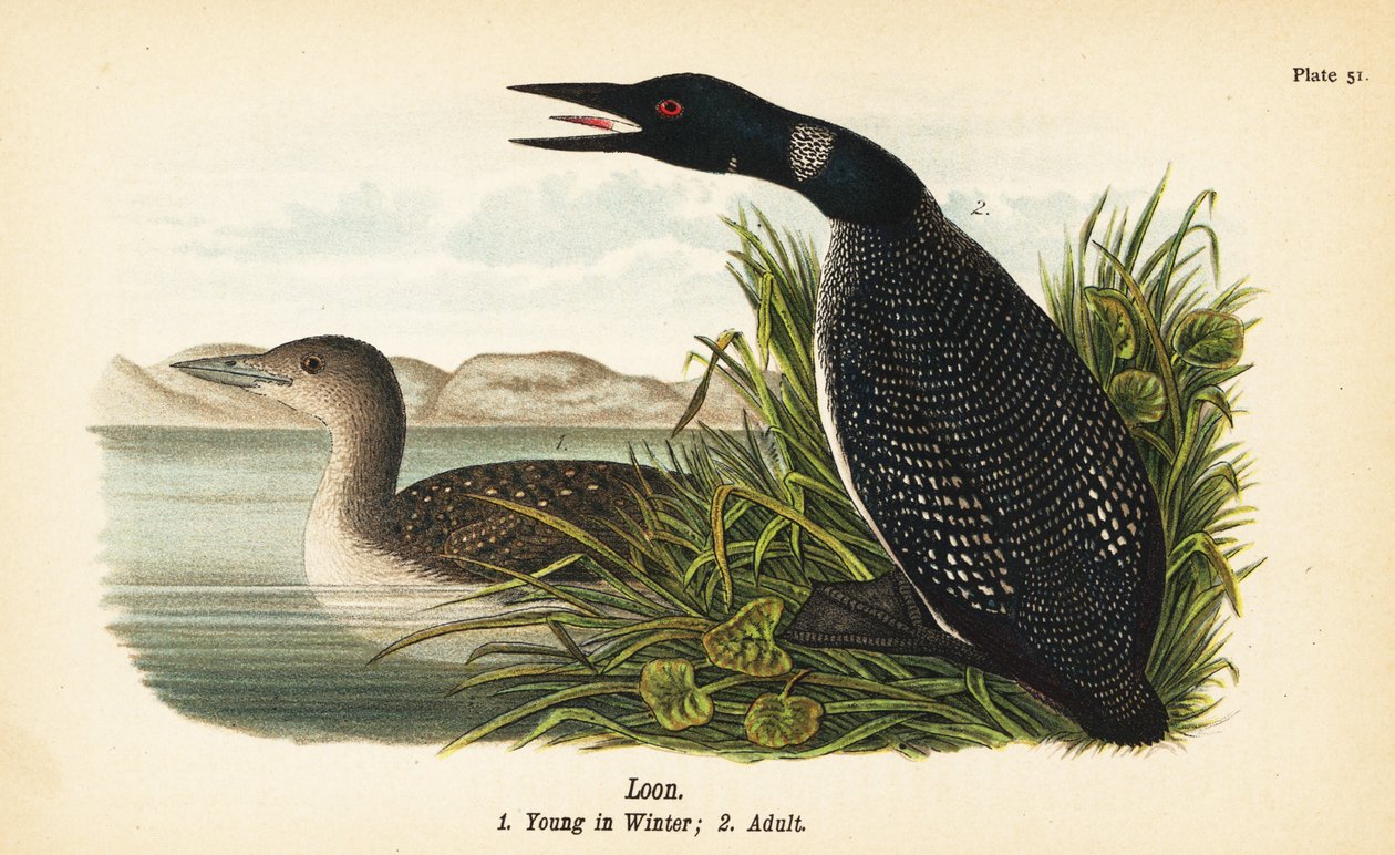 Loon, Gavia immer, mládě v zimě 1, dospělý 2 od John James (after) Audubon