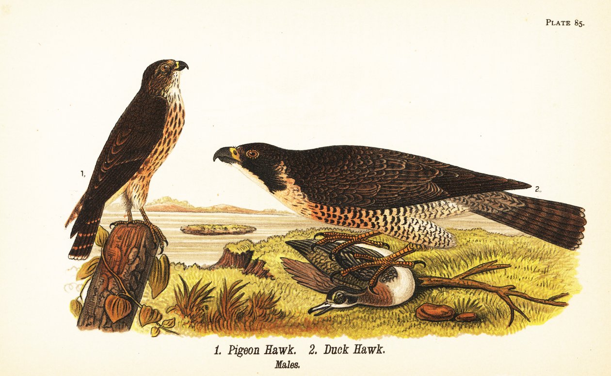 Merlin, Falco columbarius 1 a sokol stěhovavý s kachnou, Falco peregrinus 2 od John James (after) Audubon