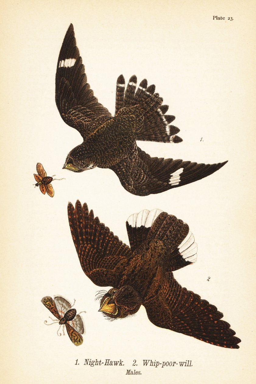 Jestřáb noční, Chordeiles minor 1 a bičík východní, Antrostomus vociferus, bič-chudák 2, samci od John James (after) Audubon