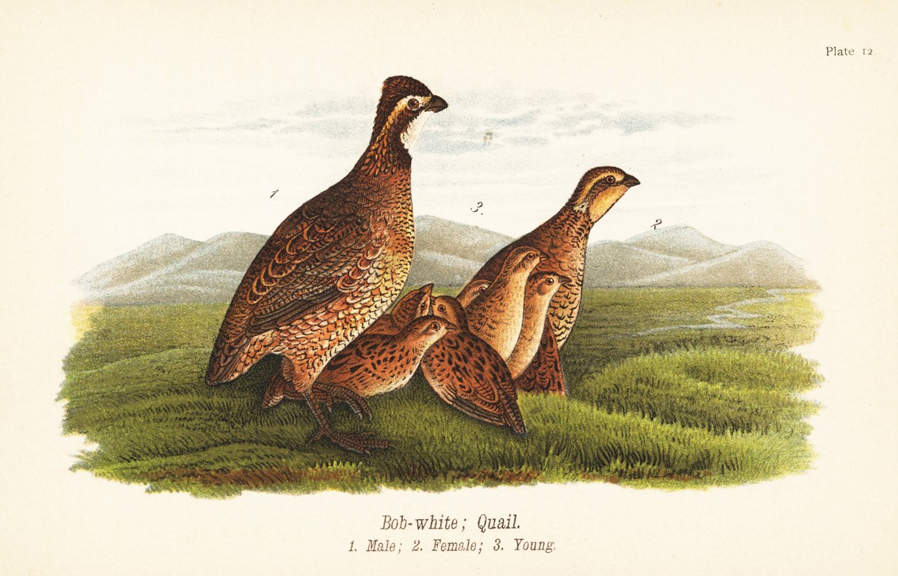 Bobwhite severní, Colinus virginianus od John James (after) Audubon