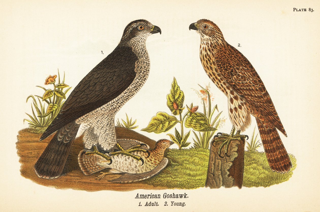 Jestřáb severní, Accipiter gentilis, Jestřáb americký, dospělý s kořistí 1, mládě 2 od John James (after) Audubon