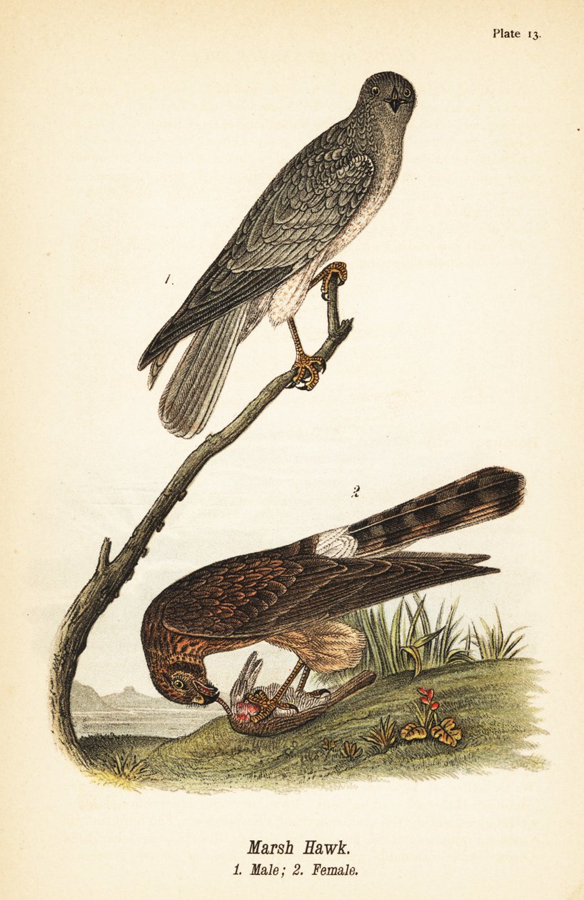 Moták severní, Circus hudsonius od John James (after) Audubon