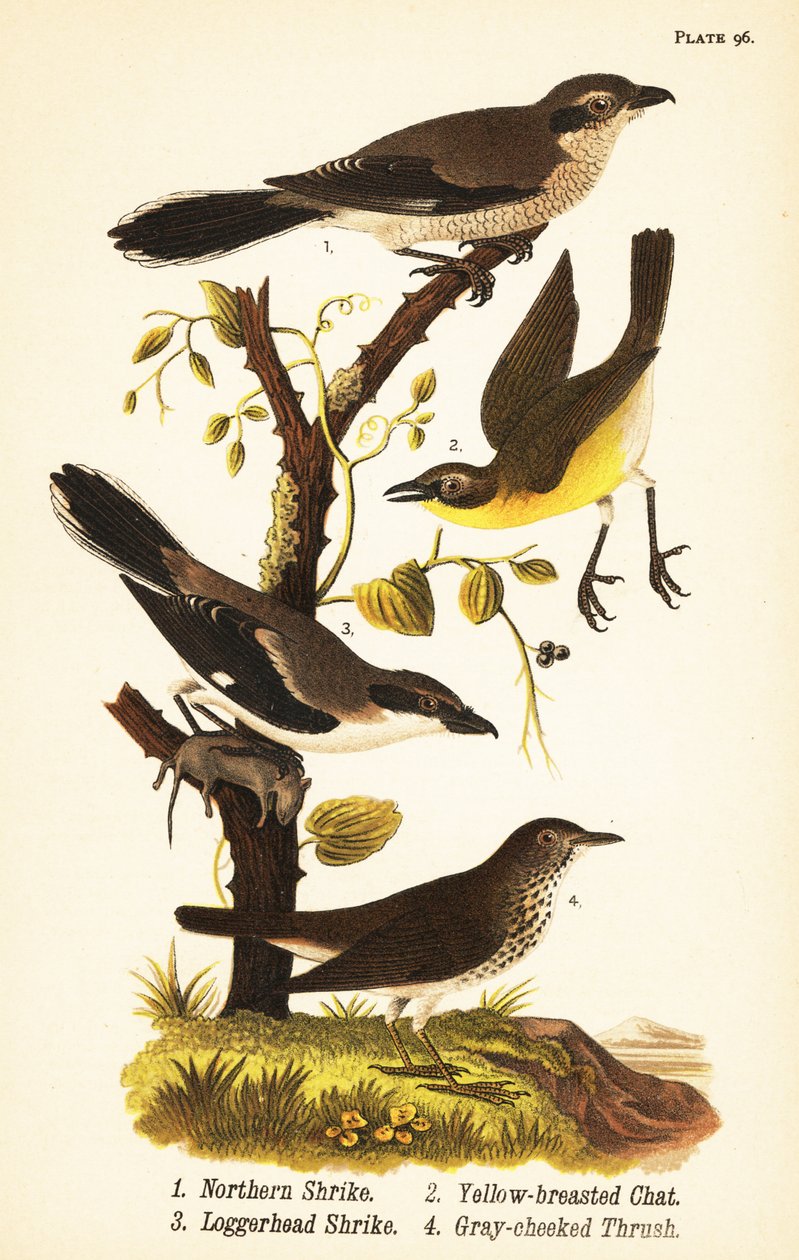 ťuhýk severní, Lanius borealis 1, žlutoprsá kočka, Icteria viridis 2, ťuhýk obecný, Lanius japonicus od John James (after) Audubon