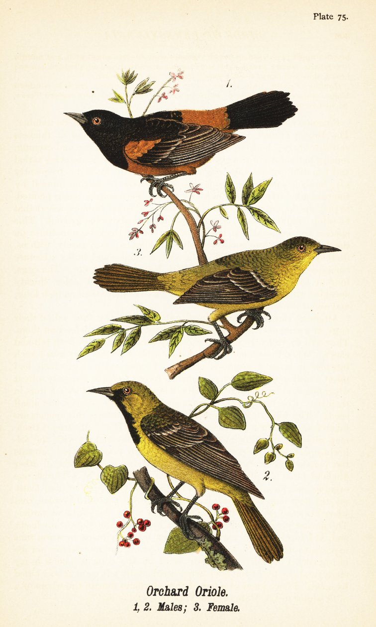 Orchard Oriole, Icterus spurius, samci 1,2 a samice 3 od John James (after) Audubon