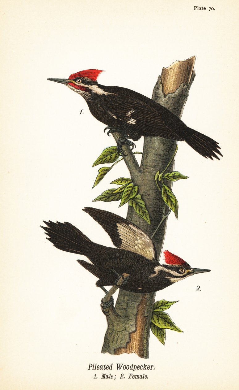 Datel hrbatý, Dryocopus pileatus, samec 1, samice 2 od John James (after) Audubon