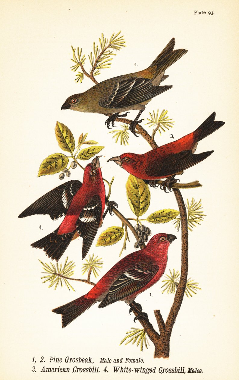 Pine grosbeak, Pinicola enucleator, samec 1, samice 2, americký kříženec nebo červený kříženec, Loxia curvirostra 3, kříženec bělokřídlý, Loxia leucoptera 4, samci od John James (after) Audubon