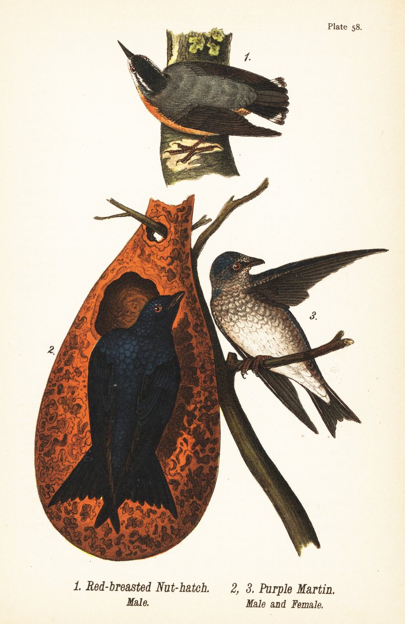 Brhlík rudoprsý, Sitta canadensis, samec 1, a martináč nachový, Progne subis, samec 2, a samice 3 od John James (after) Audubon