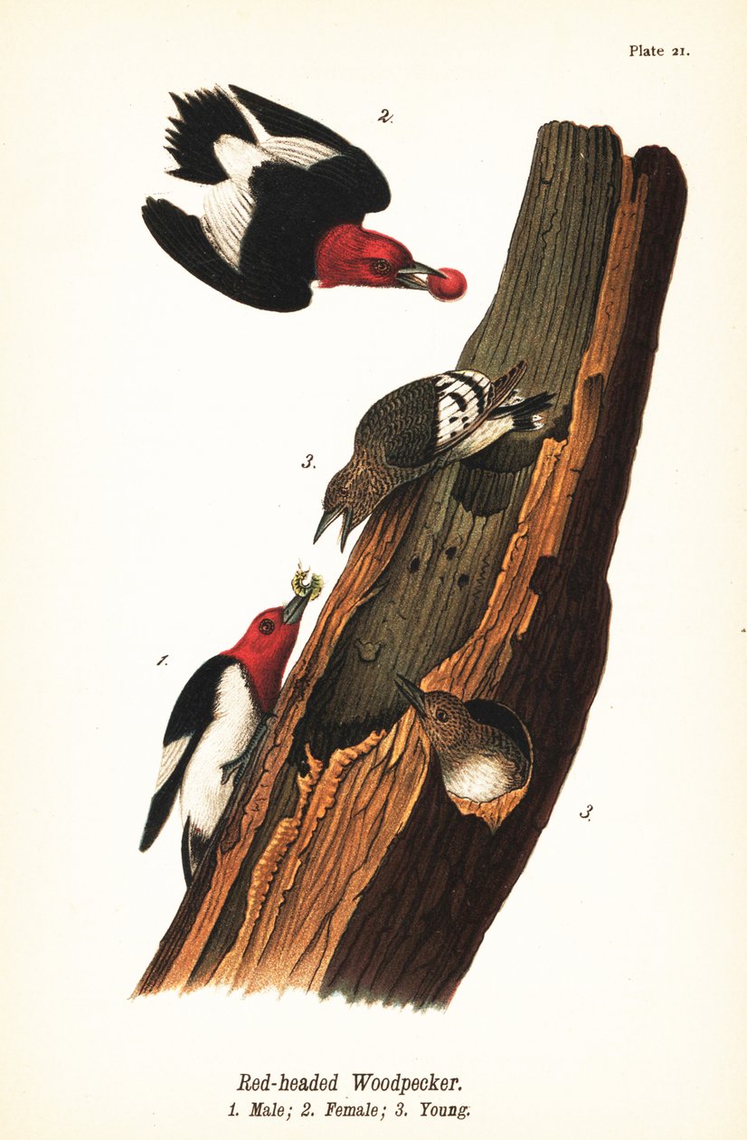 Datel rudohlavý, Melanerpes erythrocephalus, samec 1, samice 2, mládě 3 od John James (after) Audubon