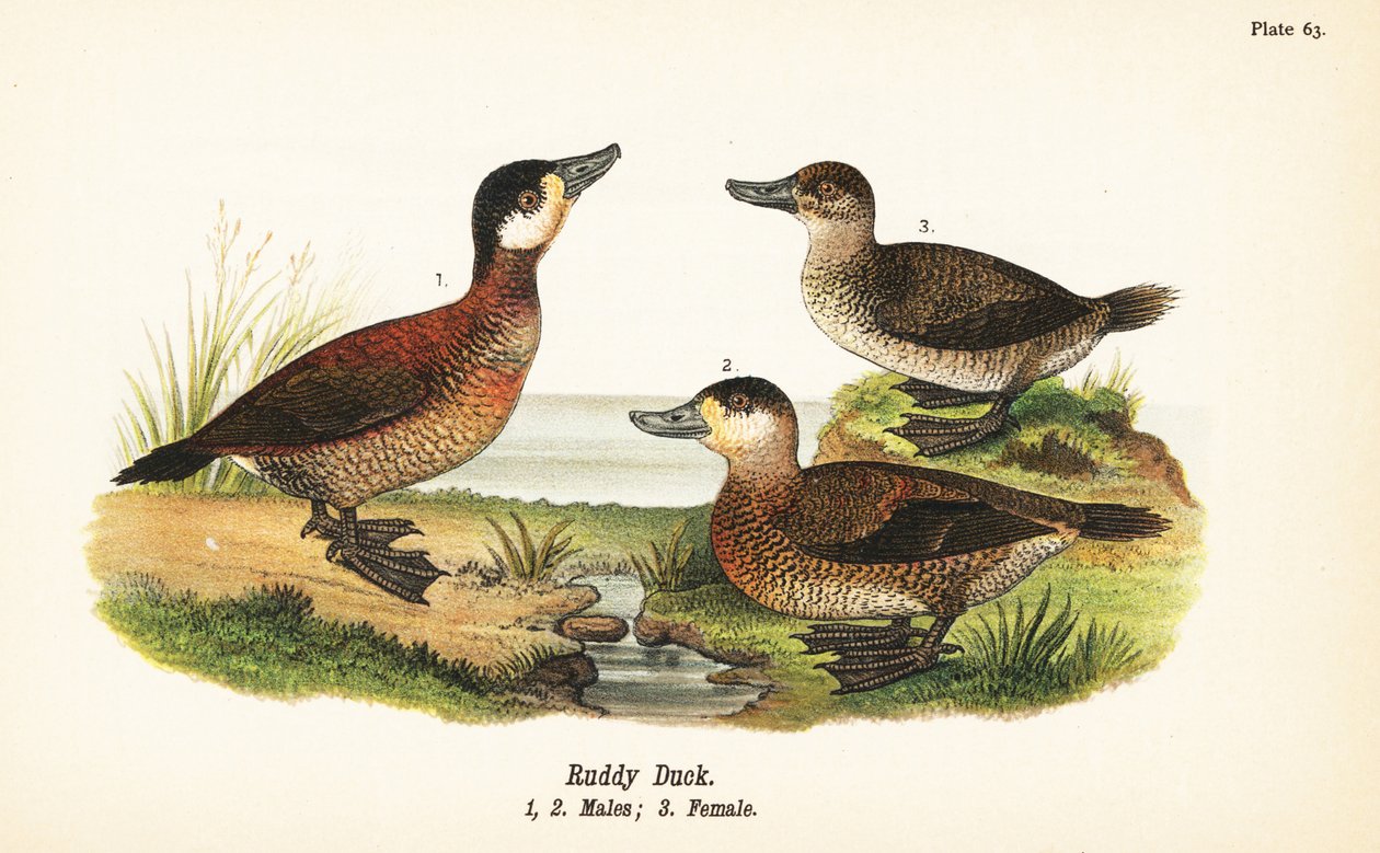 Kachna rudá, Oxyura jamaicensis, samci 1,2 a samice 3 od John James (after) Audubon