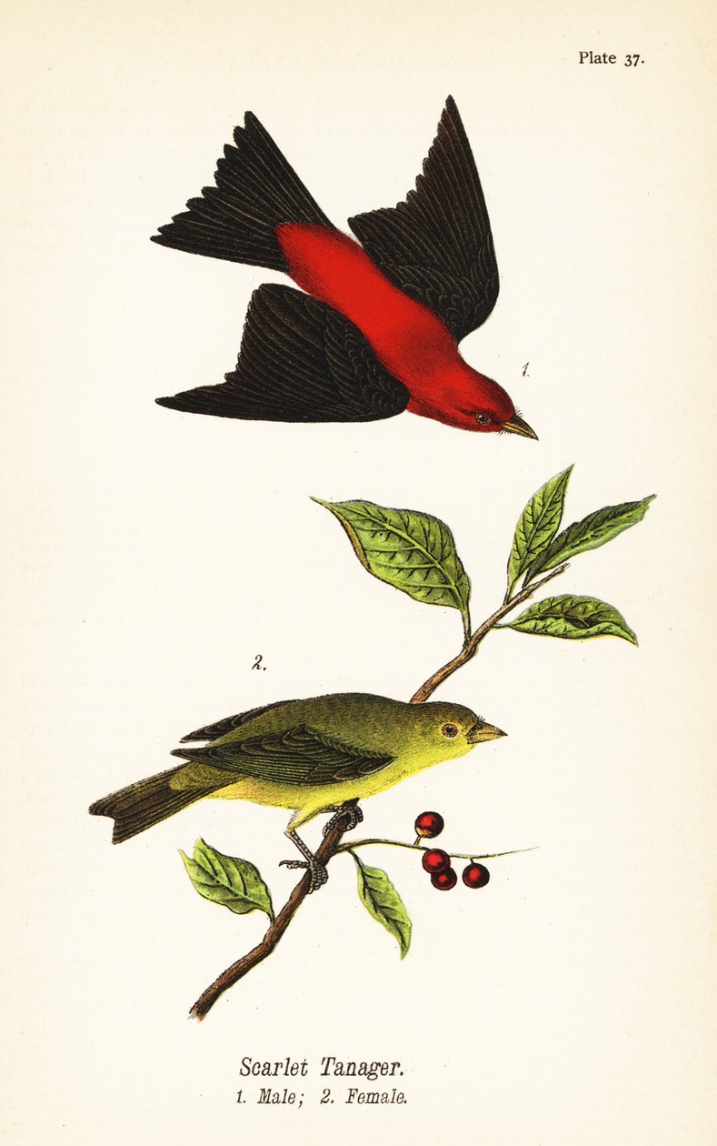 Scarlett Tanager, Piranha Invader, Rain ೧, Žena ೨ od John James (after) Audubon