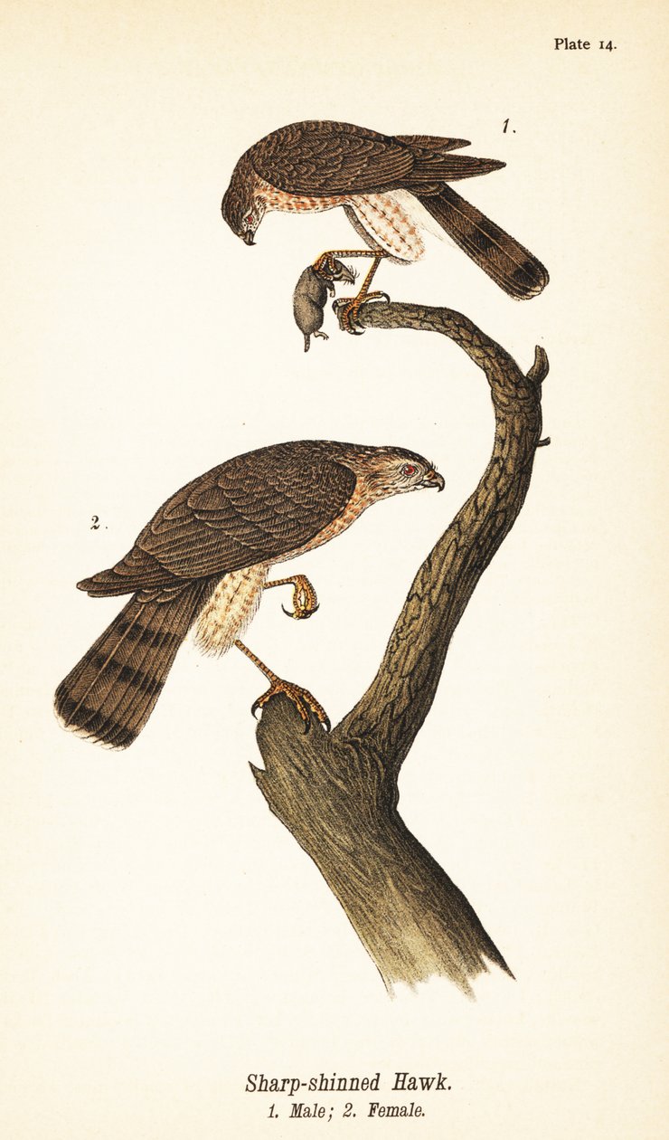 Jestřáb ostrolesý, Accipiter striatus, samec s kořistí 1, samice 2 od John James (after) Audubon