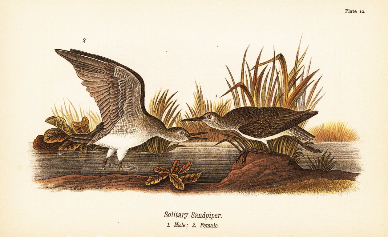 Jespák samotářský, Tringa solitaria, samec 1, samice 2 od John James (after) Audubon