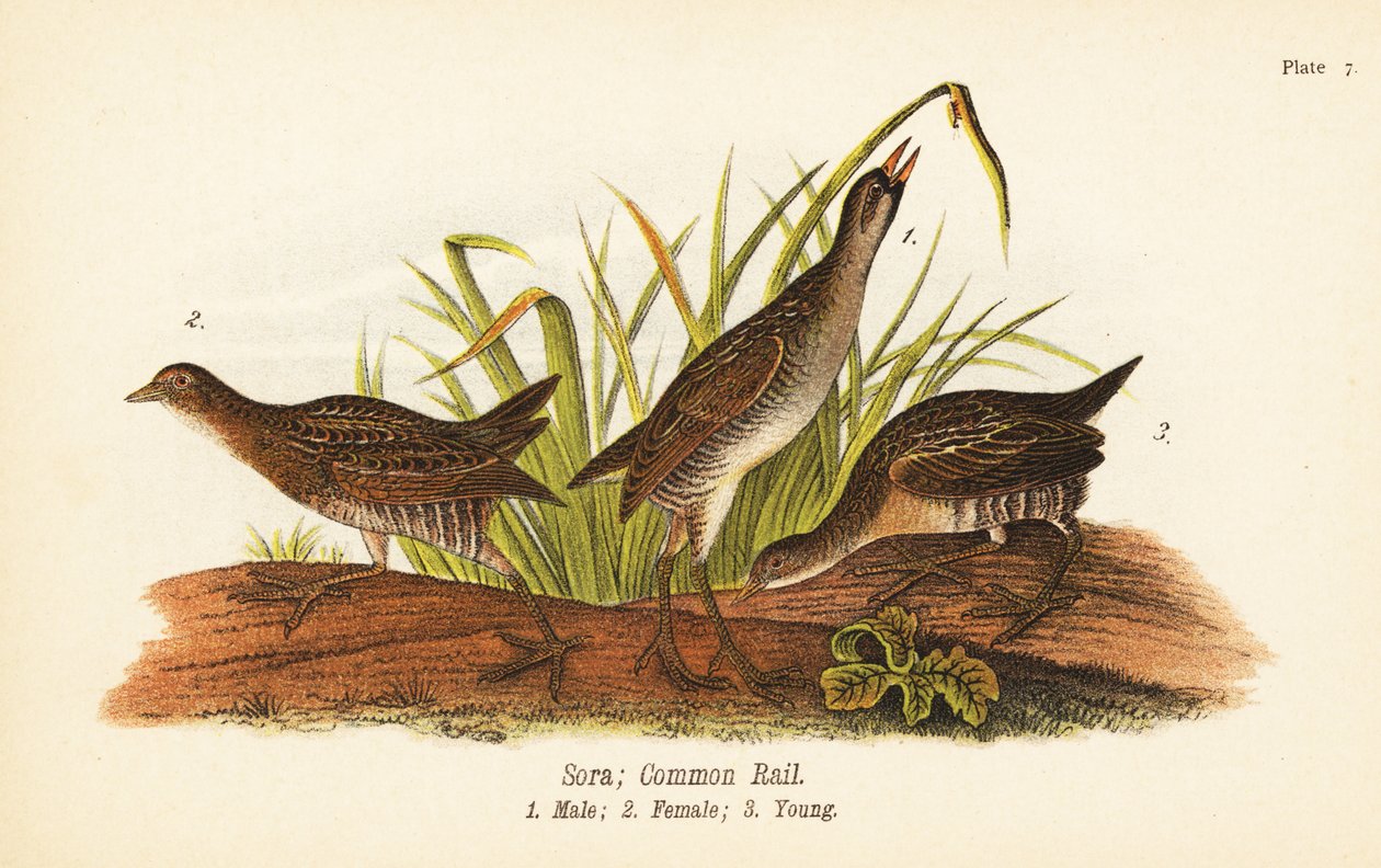 Sora nebo common rail, Porzana carolina, samec 1, samice 2, mládě 3 od John James (after) Audubon