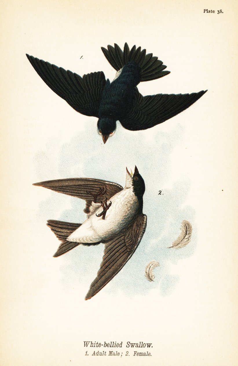 Vlaštovka stromová, Tachycineta bicolor od John James (after) Audubon