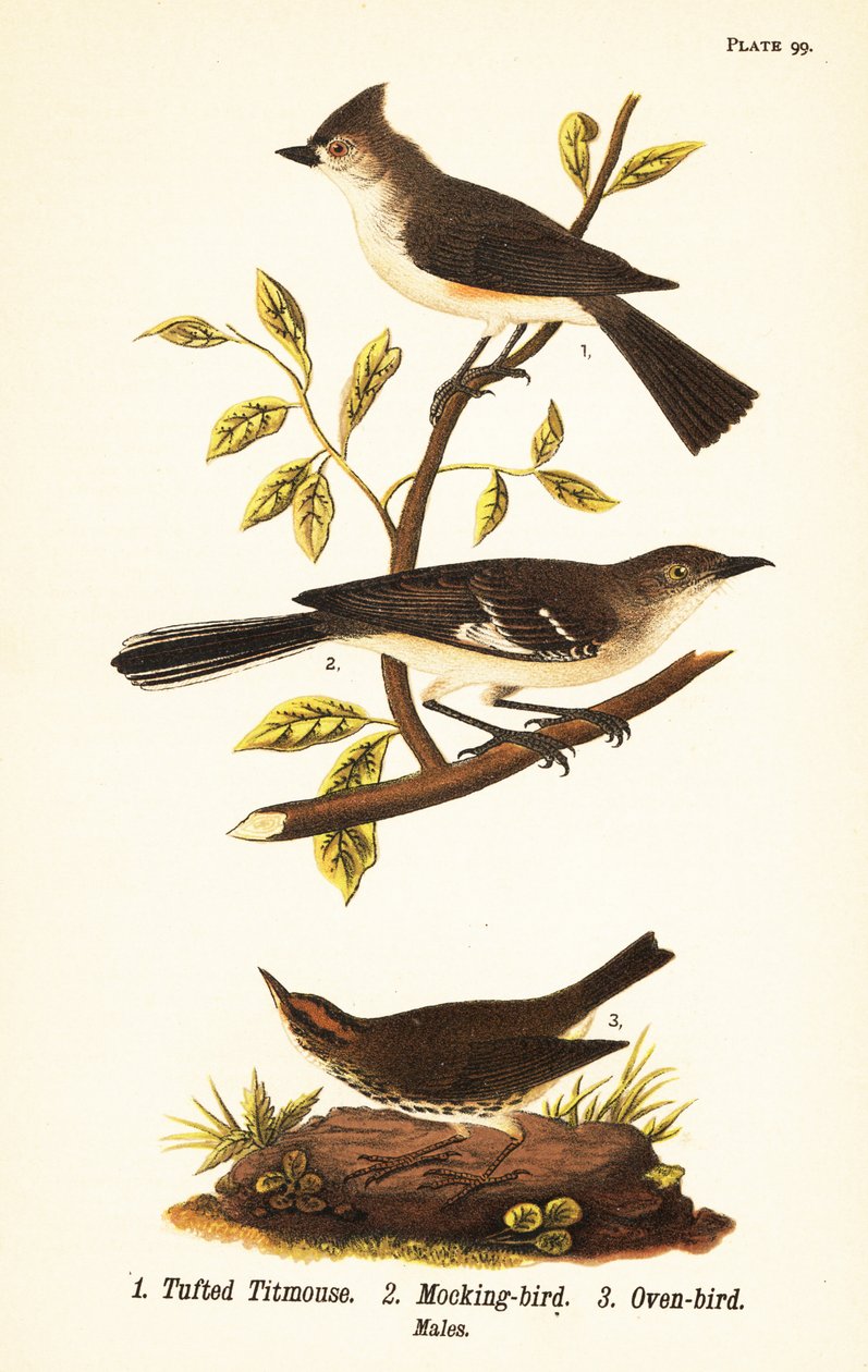 Sýkora chocholatá, Baeolophus bicolor, posměch severní, Mimus polyglottos a trouba, Seiurus aurocapilla od John James (after) Audubon
