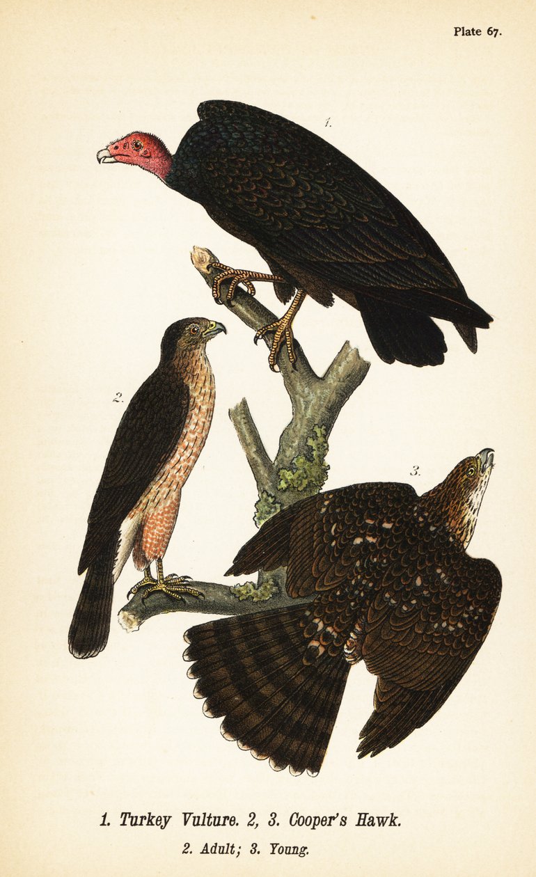 Sup krůtí, Cathartes aura 1 a jestřáb Cooperův, Accipiter cooperii, dospělý 2, mládě 3 od John James (after) Audubon