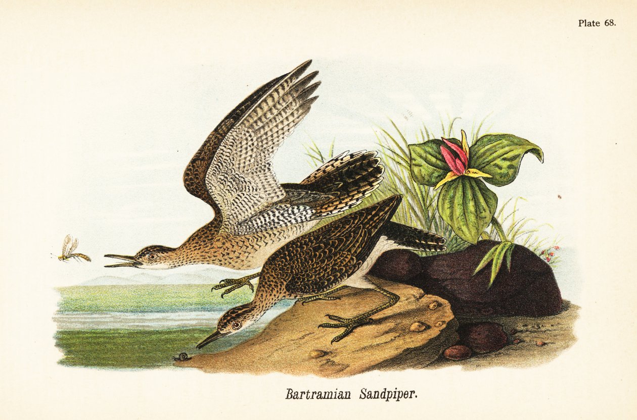 Jespák horský, Bartramia longicauda od John James (after) Audubon