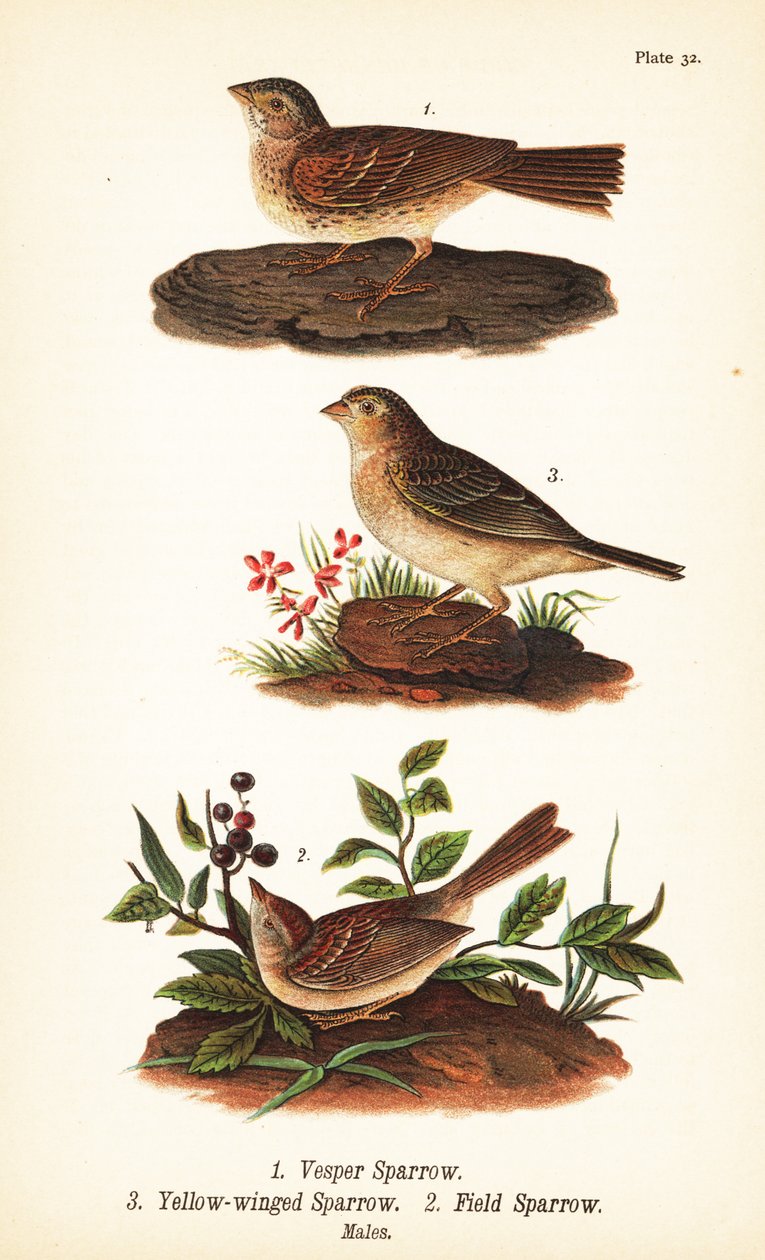 Vesper vrabec, Pooecetes gramineus 1, vrabec kobylkový, Ammodramus savannarum 2 a vrabec polní, Spizella pusilla 3 od John James (after) Audubon