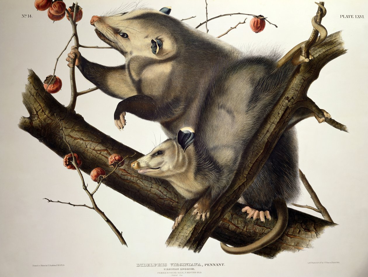 Závěsný od John James (after) Audubon