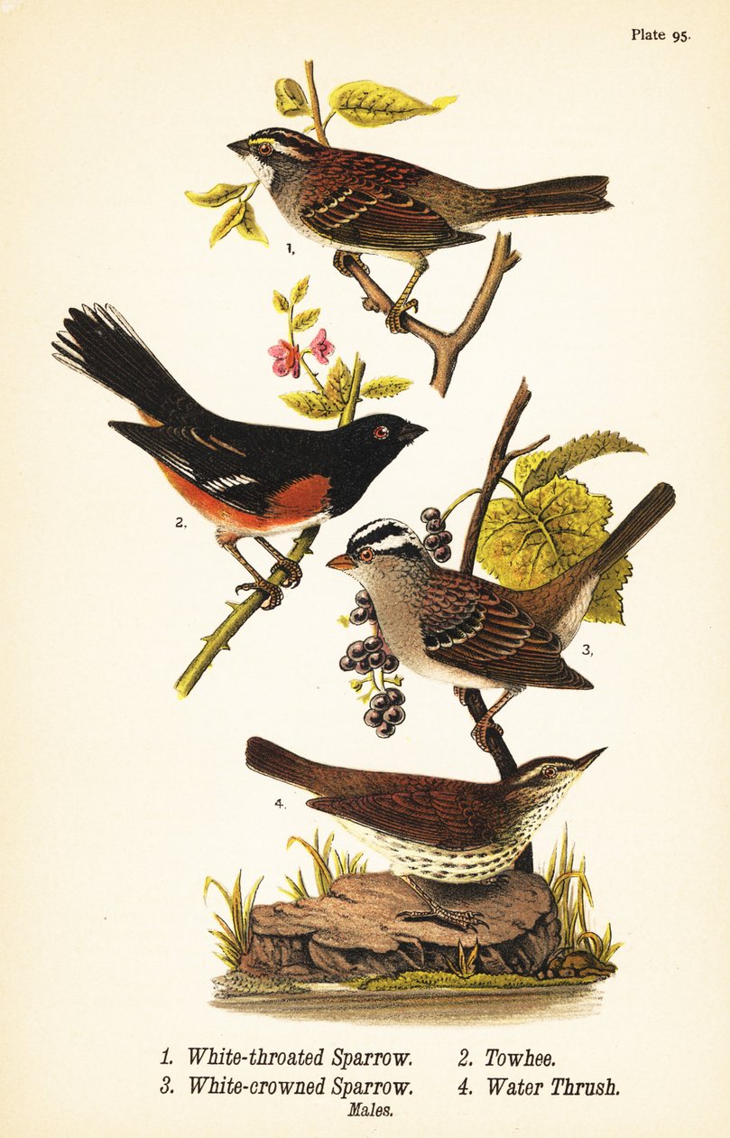 Vrabec bělohrdlý, Zonotrichia albicollis 1, towhee východní, Pipilo erythrophthalmus 2, vrabec bělokorý, Zonotrichia leucophrys 3, a drozd severní, Parkesia noveboracensis 4 od John James (after) Audubon