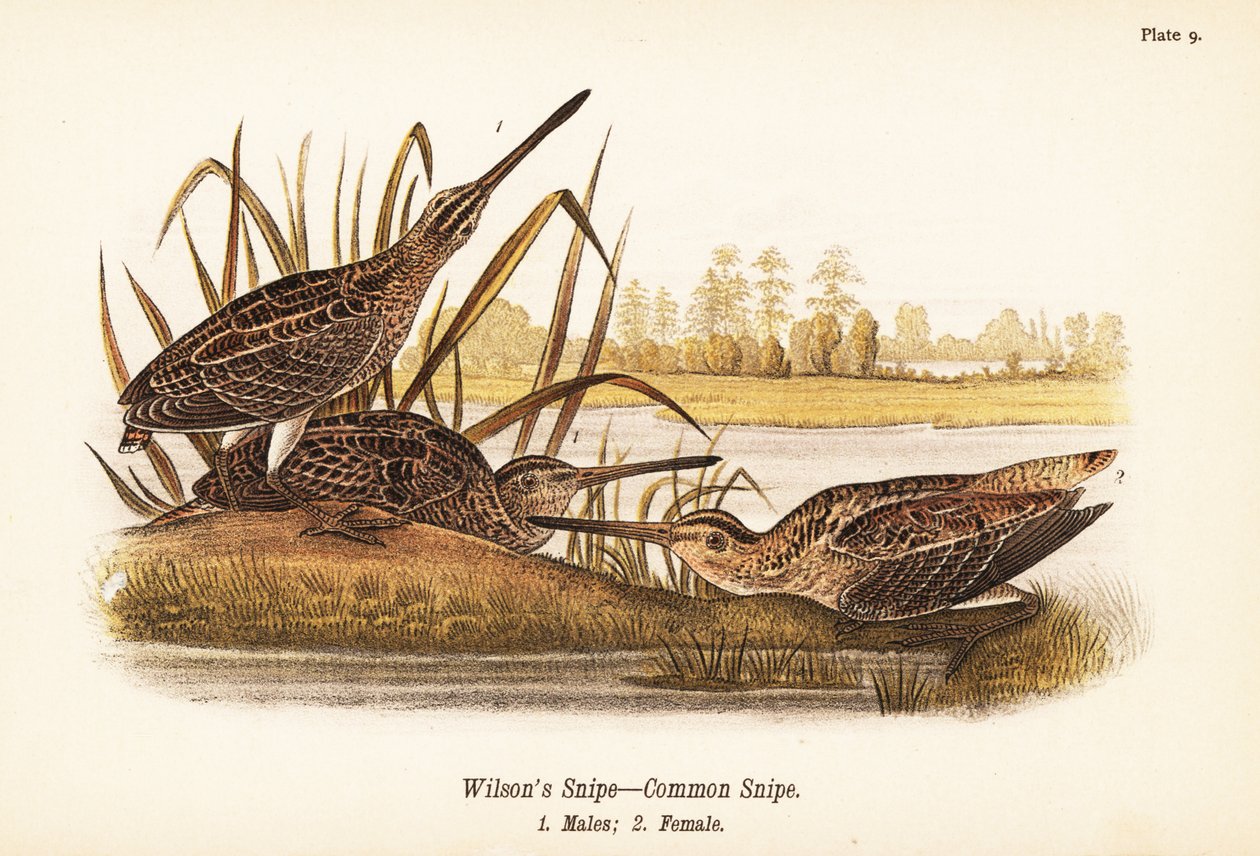 sluka Wilsonova nebo sluka obecná, Gallinago delicata, samci 1, samice 2 od John James (after) Audubon