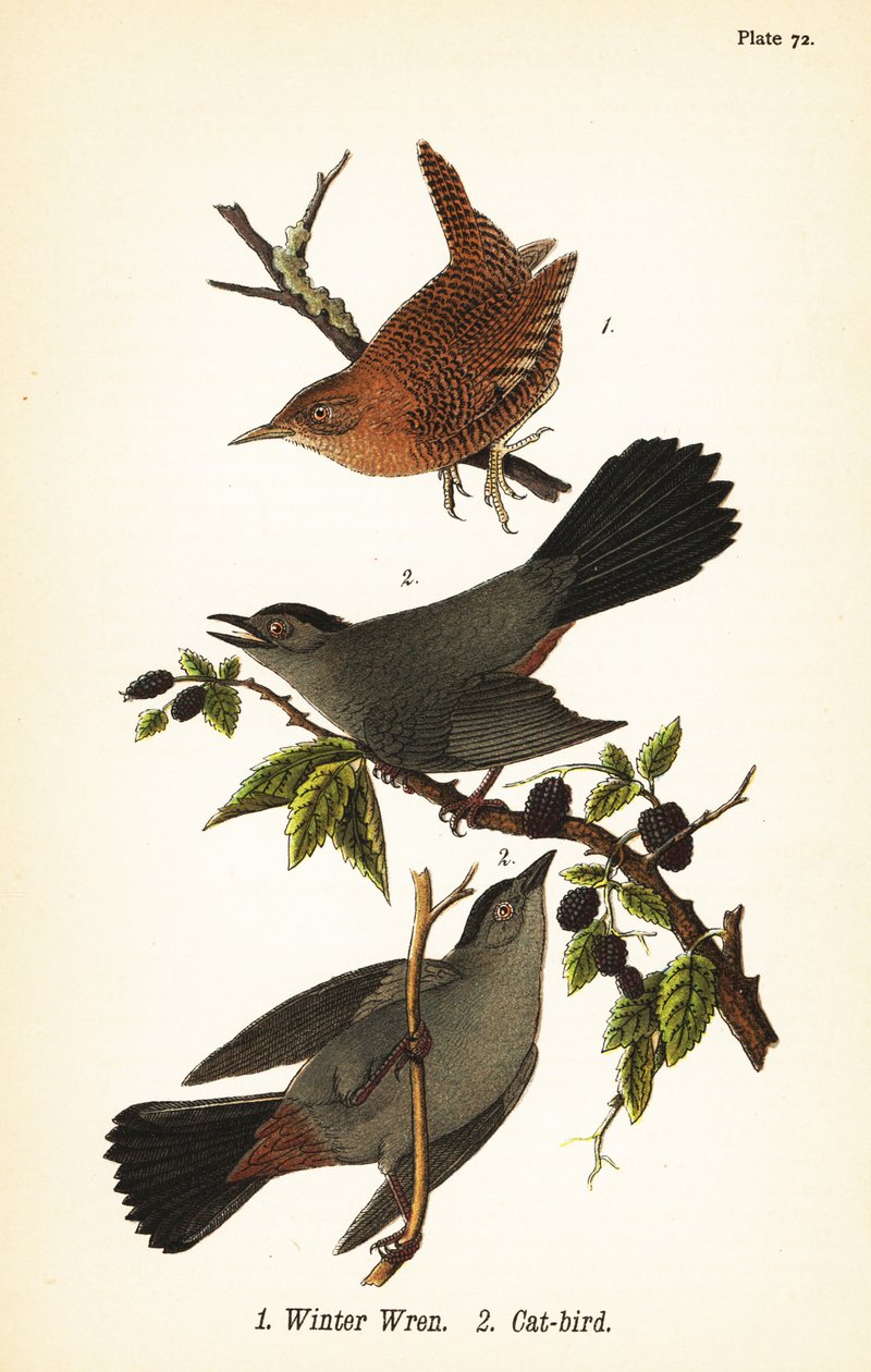 Střízlík zimní, Troglodytes hiemalis 1 a kočka šedá, kočka Dumetella carolinensis 2 od John James (after) Audubon