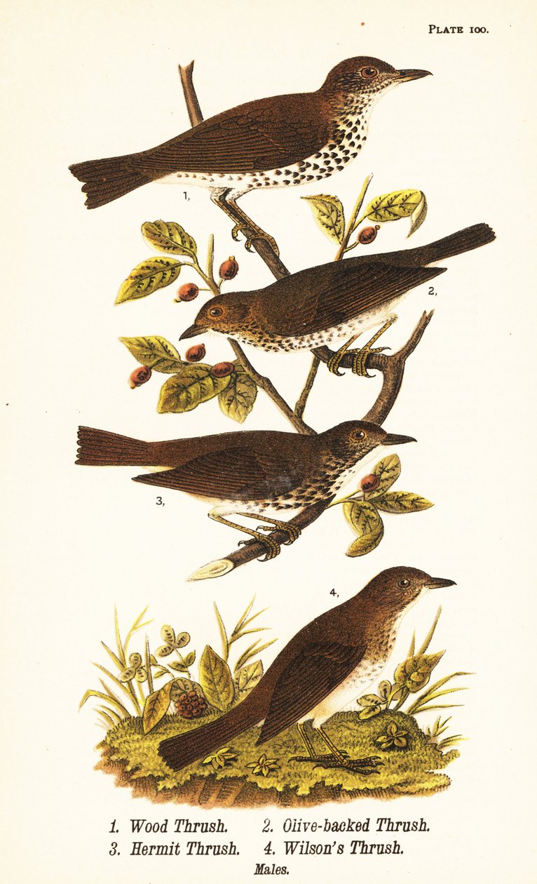 Drozd lesní, Hylocichia mustelina 1, drozd Swainsonův, Catharus ustulatus 2, drozd olivovník nebo poustevník, Catharus guttatus 3 a drozd plavý neboli drozd Wilsonův, Catharus fuscescens 4 od John James (after) Audubon