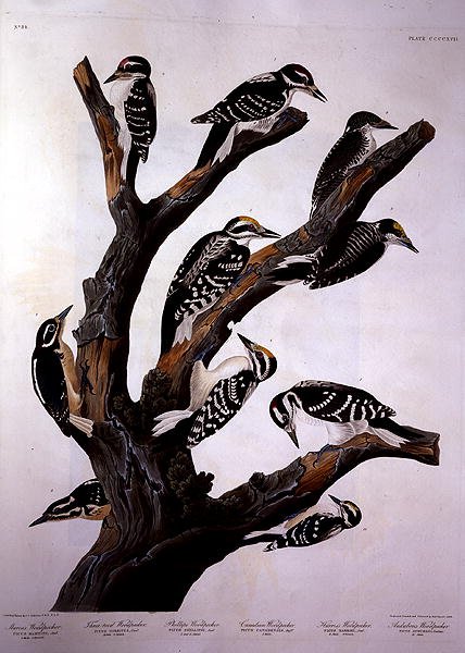 Woodpeckers, z 