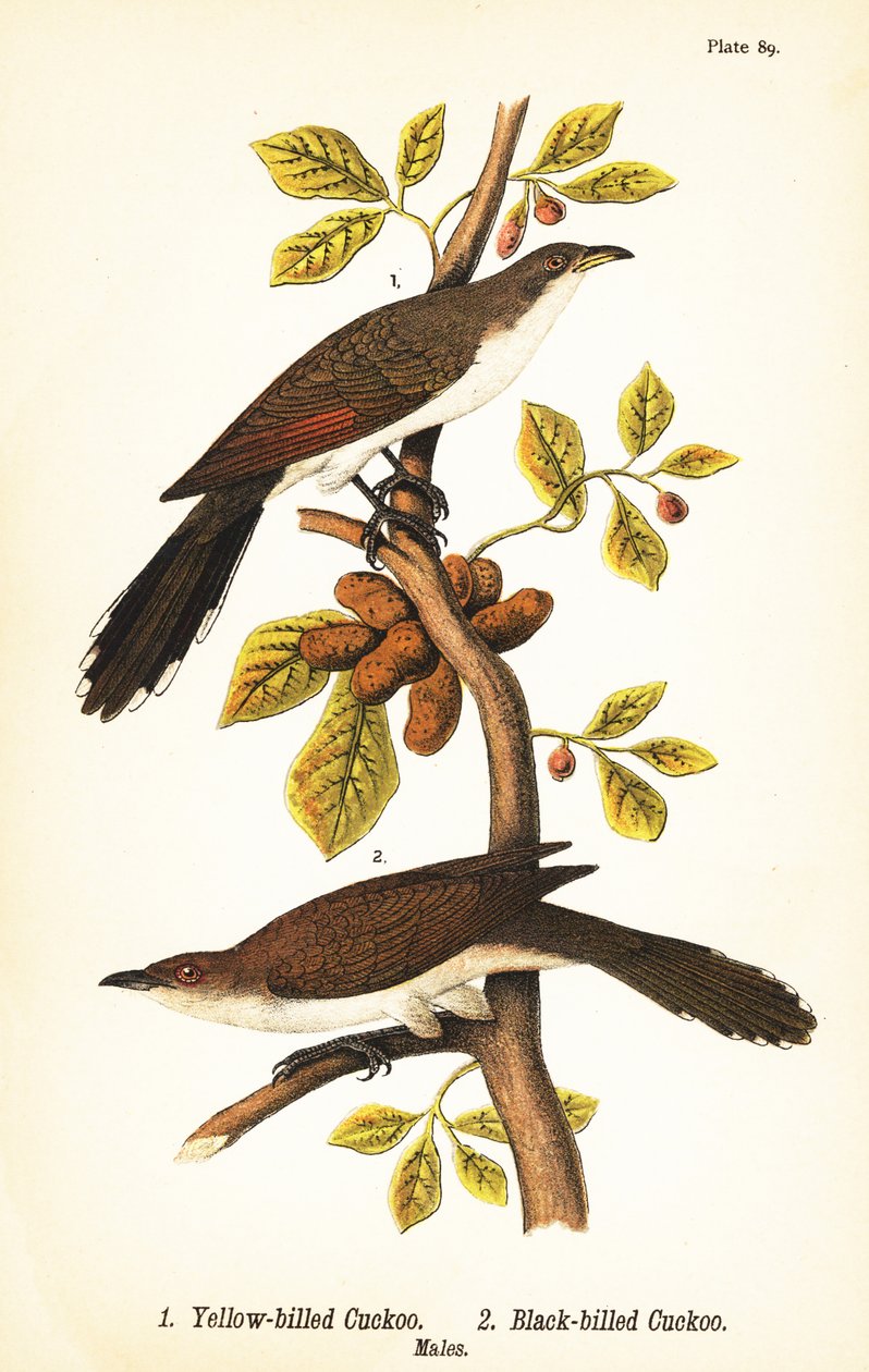 Kukačka žlutozobá, Coccyzus americanus 1, a kukačka černozobá, Coccyzus erythropthalmus 2, samci od John James (after) Audubon